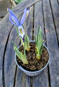 24th Feb 2025 - Iris reticulata 