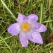 The Sun Shone, The Crocuses Opened by susiemc