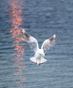 24th Feb 2025 - Brown headed gull