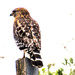 Red Shouldered Hawk on the Trail by granagringa