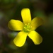 Sun Flower
