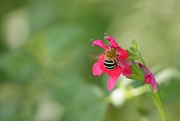 25th Feb 2025 - No birds, so a bee will do
