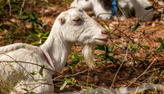 24th Feb 2025 - Profile of the Nanny Goat!