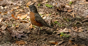 24th Feb 2025 - One More Robin!