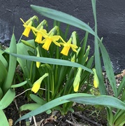 25th Feb 2025 - Signs of Spring