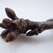 Cherry Tree Bud