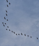 24th Feb 2025 - In formation