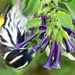 Beak extension by gilbertwood