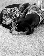 25th Feb 2025 - Trapper...Blue Tick Coonhound - FOR2025