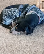 25th Feb 2025 - Trapper... Blue Tick Coonhound - Color version