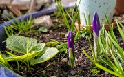 25th Feb 2025 - More new growth 