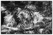 25th Feb 2025 - Rhododendron Waterfall