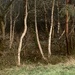 On the edge of the woods…..