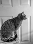 25th Feb 2025 -  Bird watching out the kitchen door