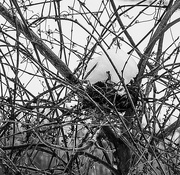25th Feb 2025 - Bird's nest