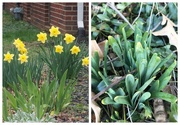 26th Feb 2025 - What a Difference a Year Makes