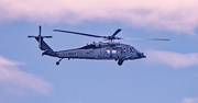 25th Feb 2025 - A Navy Bird!