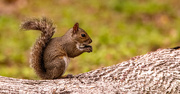25th Feb 2025 - Squirrel Having a Snack!