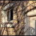 Vines and Shadows