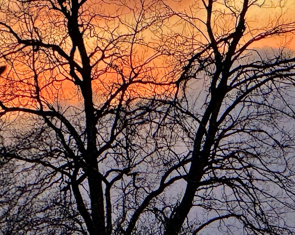 Winter trees and sunset  by congaree