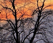 25th Feb 2025 - Winter trees and sunset 