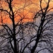 Winter trees and sunset 