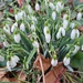 snowdrops