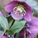 Hellibore, Christmas rose
