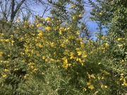 26th Feb 2025 - Gorse against a Blue Sky