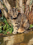 23rd Feb 2025 - Molly