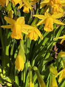 24th Feb 2025 - Daffodils by the Back Door
