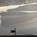 Floating by ice