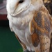 Barn Owl by fishers