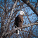 Feb 22 - Bald Eagle