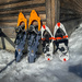 Feb 21 - Snowshoes