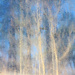 Whose Trees? by juliedduncan