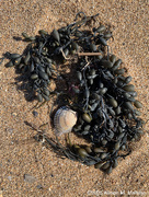 26th Feb 2025 - On the Wrack Line