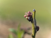 26th Feb 2025 - Blueberry Bug