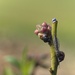 Blueberry Bug