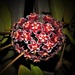 Hoya Flowering Again ~ by happysnaps