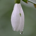 Snowdroplet by dragey74