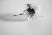 26th Feb 2025 - White on white