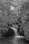 26th Feb 2025 - Rhododendron Surround