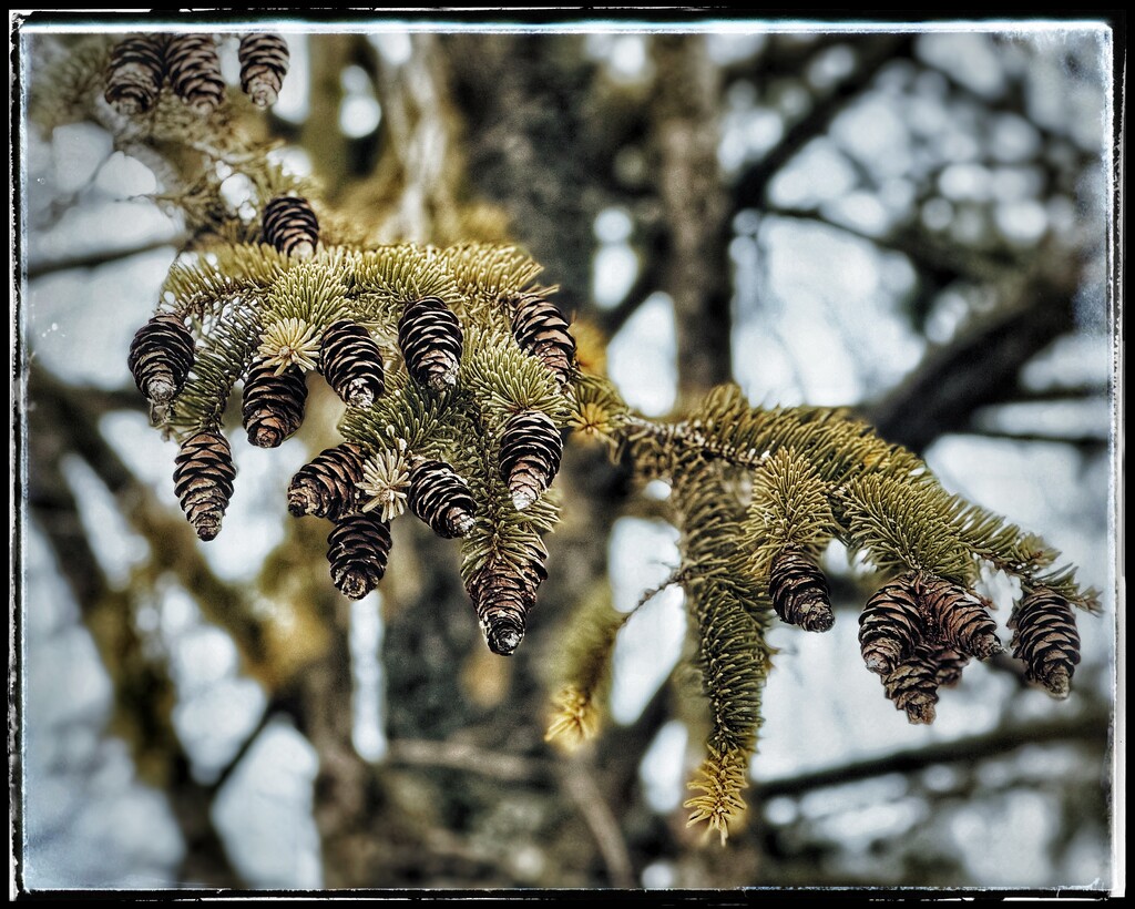 Dramatic Pinecones by eahopp