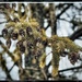 Dramatic Pinecones