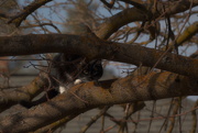 26th Feb 2025 - Little hunter 