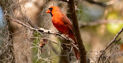 26th Feb 2025 - Nice of Mr Cardinal to be Sitting Up in the Tree!