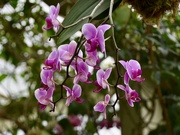 27th Feb 2025 - Orchid