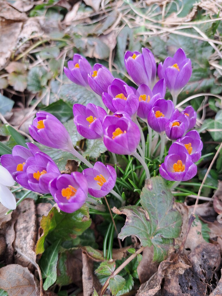 crocus by lydiakupi