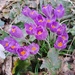 crocus